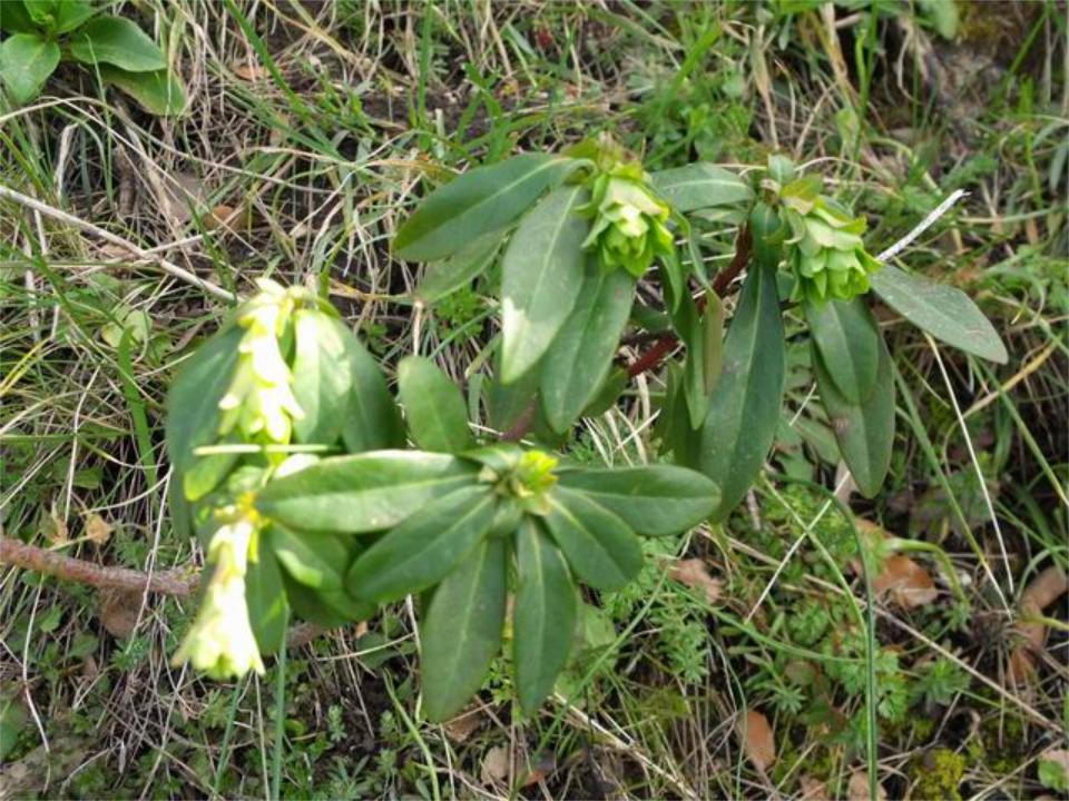 Monti di Palermo : Euphorbia amygdaloides